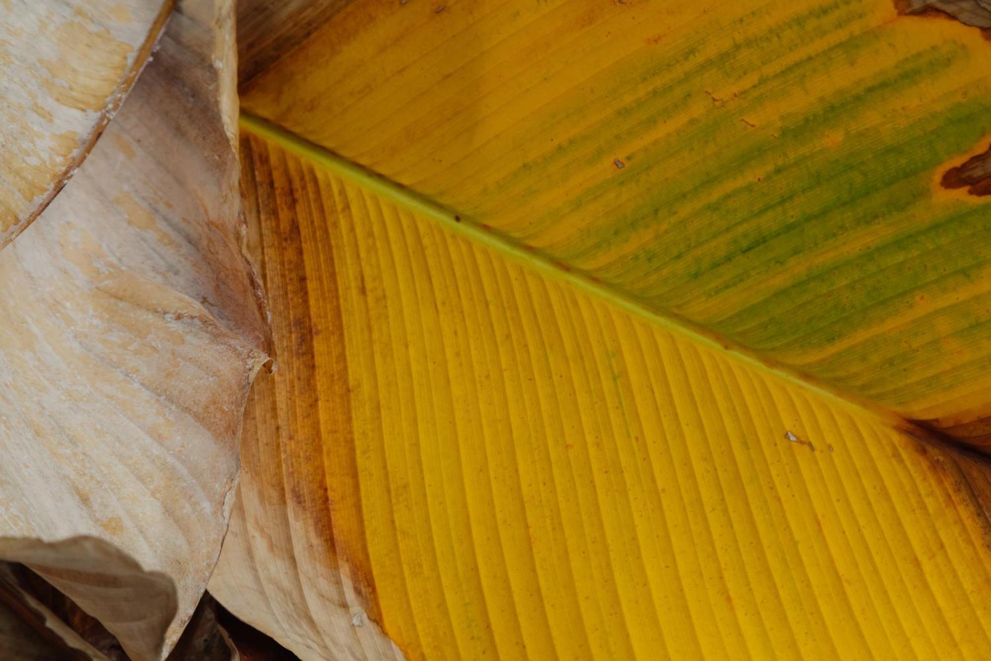 Solea Tropical Santa Marta (Magdalena)