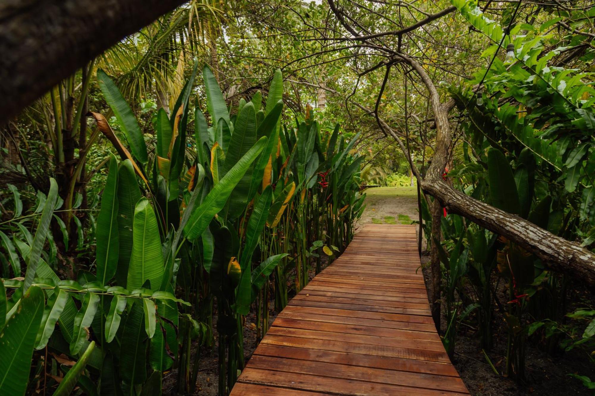 Solea, Tropical *